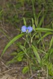 Erect Dayflower, Commelina erecta