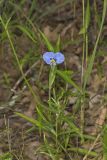 Erect Dayflower, Commelina erecta