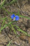 Erect Dayflower, Commelina erecta