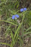 Erect Dayflower, Commelina erecta