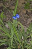 Erect Dayflower, Commelina erecta