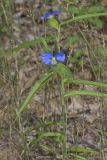 Erect Dayflower, Commelina erecta