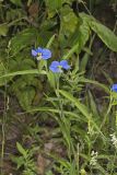 Erect Dayflower, Commelina erecta