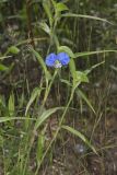 Erect Dayflower, Commelina erecta