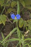 Erect Dayflower, Commelina erecta