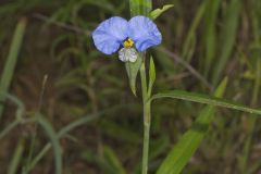 Erect Dayflower,Commelina erecta