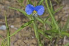Erect Dayflower,Commelina erecta