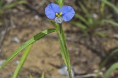 Erect Dayflower,Commelina erecta