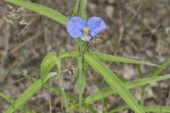Erect Dayflower,Commelina erecta
