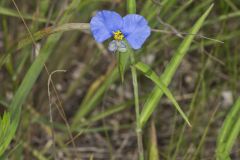 Erect Dayflower,Commelina erecta