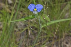 Erect Dayflower,Commelina erecta