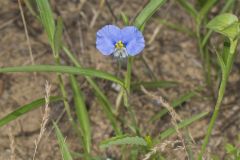 Erect Dayflower,Commelina erecta