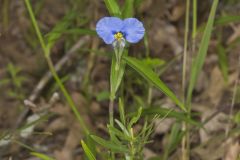Erect Dayflower,Commelina erecta