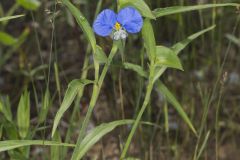 Erect Dayflower,Commelina erecta