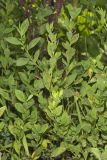 Erect Knotweed, Polygonum erectum
