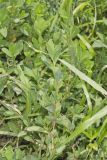 Erect Knotweed, Polygonum erectum