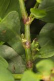 Erect Knotweed, Polygonum erectum