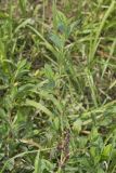 Erect Knotweed, Polygonum erectum