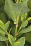 Erect Knotweed, Polygonum erectum
