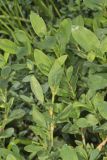 Erect Knotweed, Polygonum erectum