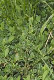Erect Knotweed, Polygonum erectum