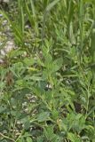 Erect Knotweed, Polygonum erectum