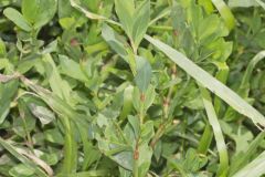 Erect Knotweed, Polygonum erectum