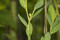 Erect Knotweed, Polygonum erectum
