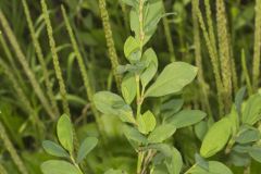 Erect Knotweed, Polygonum erectum