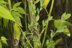 Erect Knotweed, Polygonum erectum