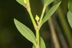 Erect Knotweed, Polygonum erectum