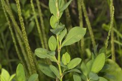 Erect Knotweed, Polygonum erectum