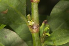 Erect Knotweed, Polygonum erectum