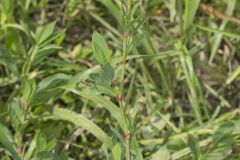 Erect Knotweed, Polygonum erectum
