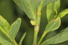Erect Knotweed, Polygonum erectum