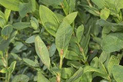 Erect Knotweed, Polygonum erectum