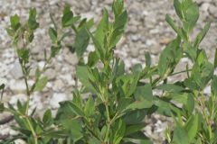 Erect Knotweed, Polygonum erectum