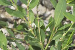 Erect Knotweed, Polygonum erectum