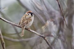 Eurasian Tree Sparrow, Passer montanus