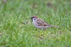 Eurasian Tree Sparrow, Passer montanus