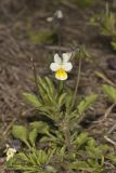 European Field Pansy, Viola arvensis