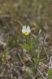 European Field Pansy, Viola arvensis