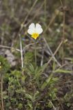 European Field Pansy, Viola arvensis
