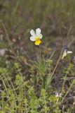 European Field Pansy, Viola arvensis