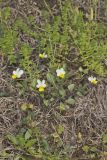 European Field Pansy, Viola arvensis