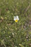 European Field Pansy, Viola arvensis