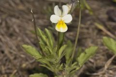 European Field Pansy, Viola arvensis