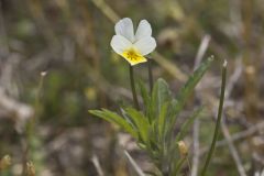 European Field Pansy, Viola arvensis