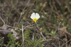 European Field Pansy, Viola arvensis