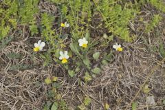 European Field Pansy, Viola arvensis